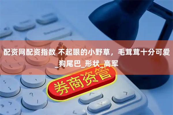 配资网配资指数 不起眼的小野草，毛茸茸十分可爱_狗尾巴_形状_高军